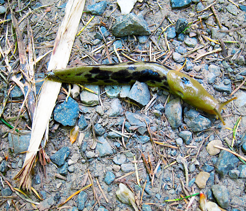 Slugzilla