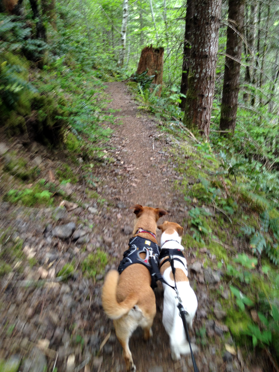 puppy power