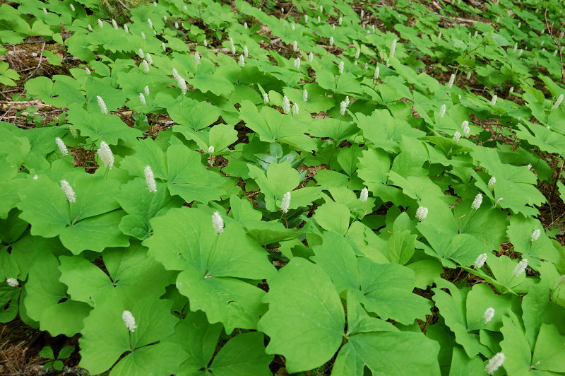 Those are Vanilla Leaf, I think - lots on this hike