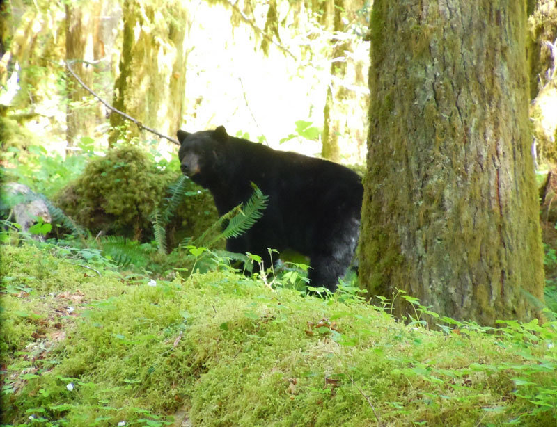 Bear #1