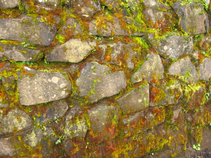 rainbow moss