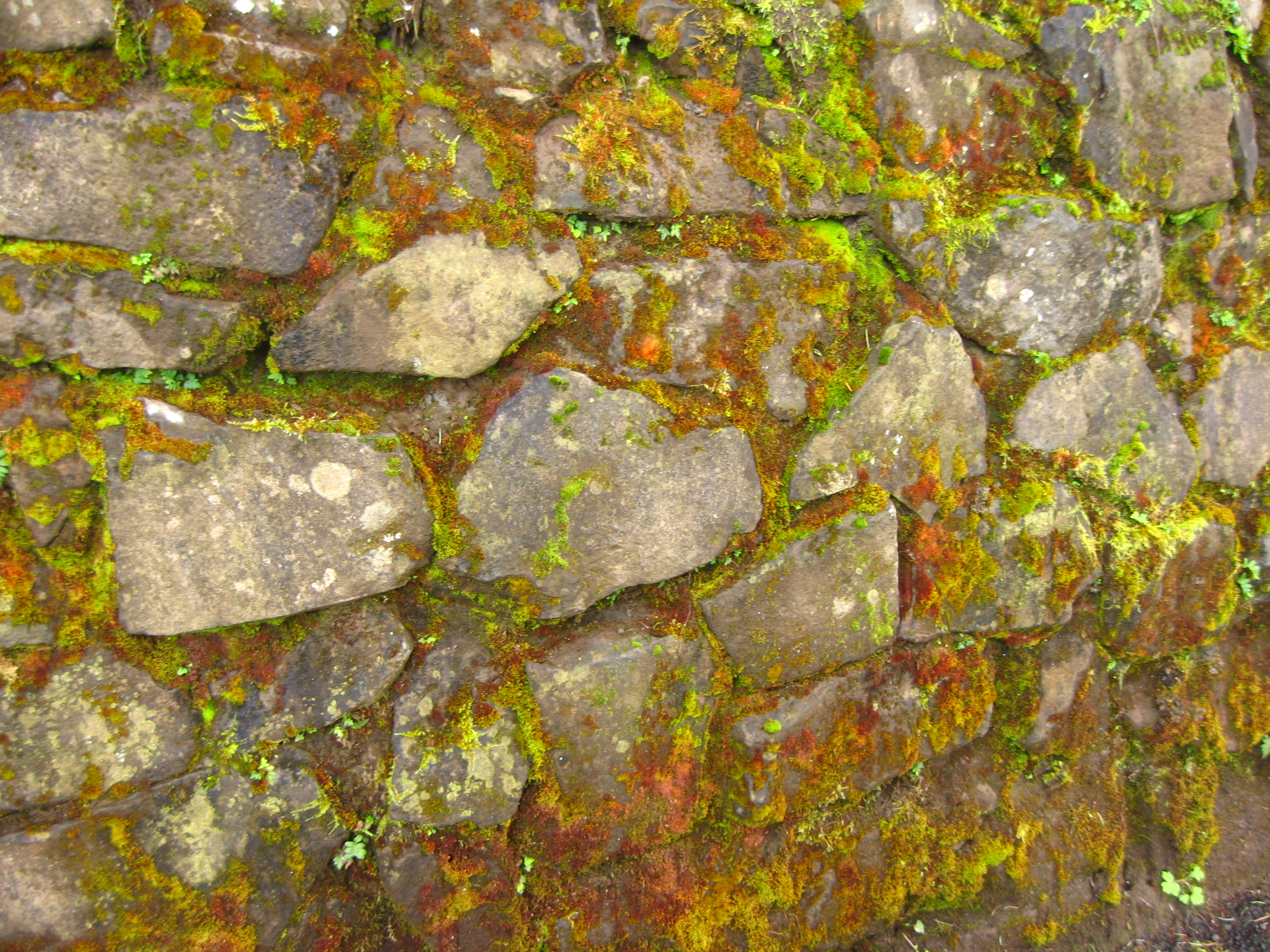 rainbow moss