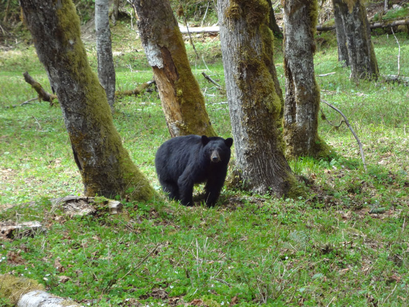 Bear #3 - This Guy Was Walking Down The Trail