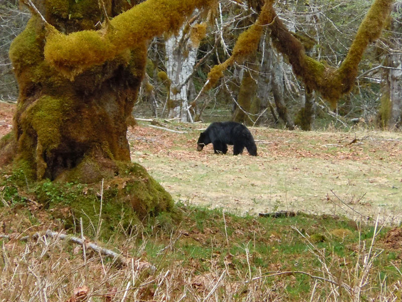 Bear #4