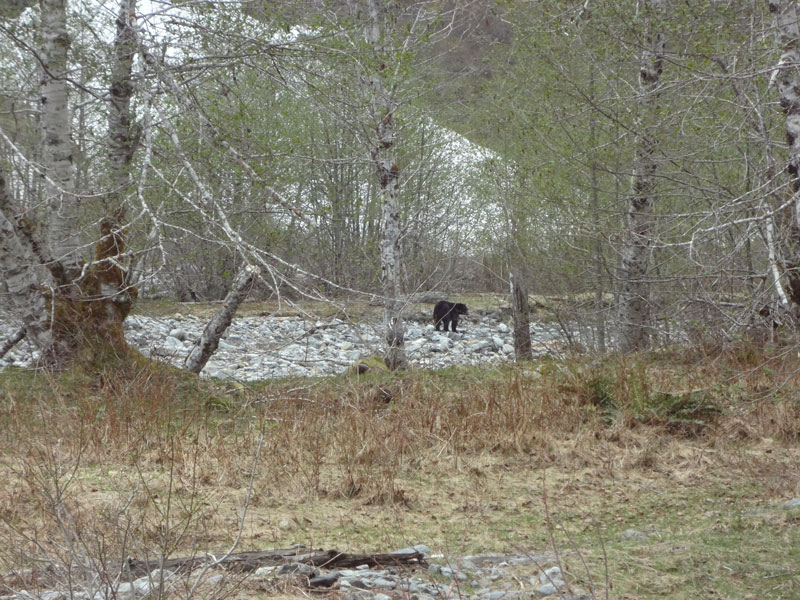 Bear #5 - Bear Near Camp
