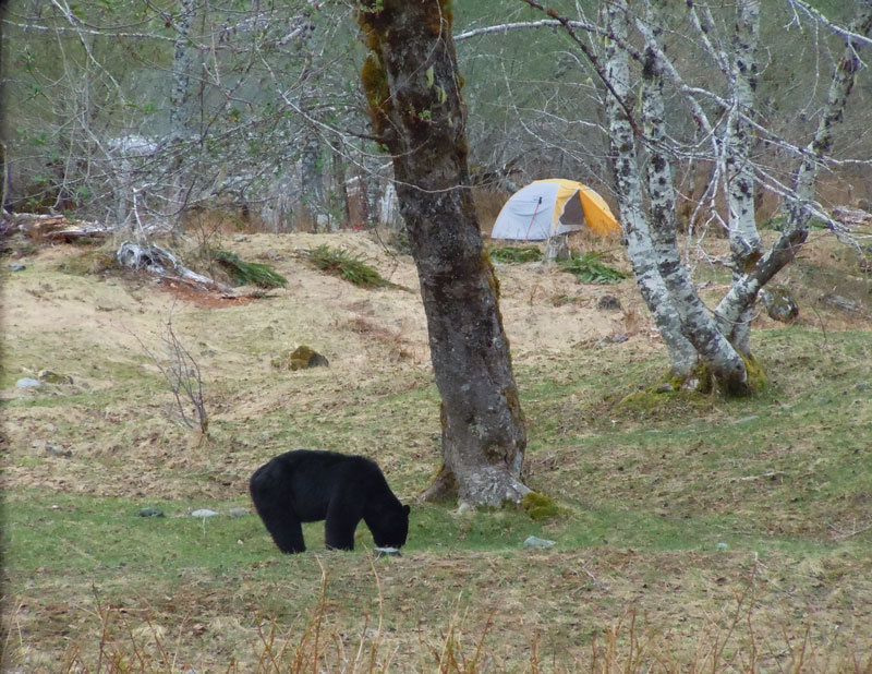 Bear #6 - Bear Near Camp