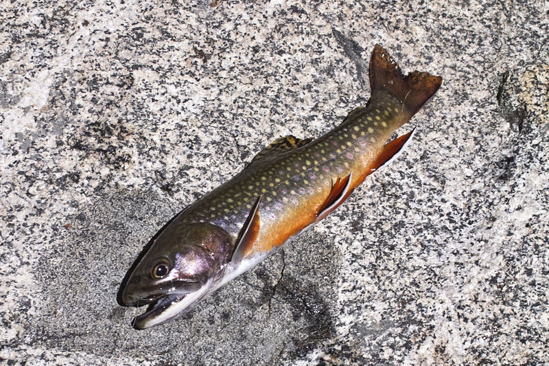 Fish ID?