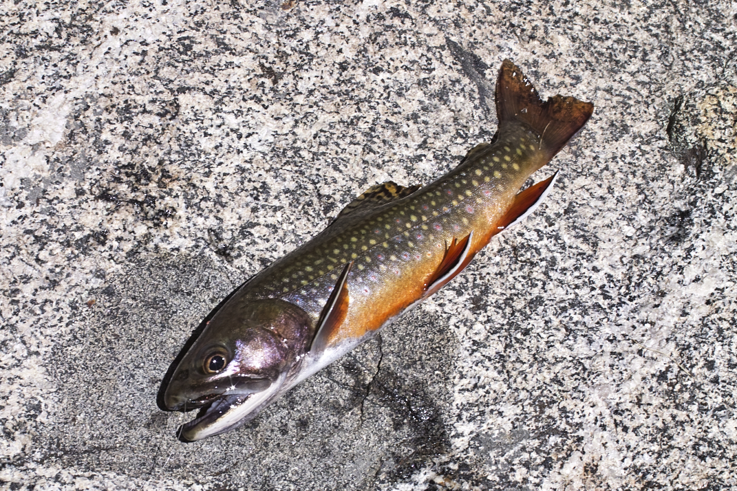 Fish ID?