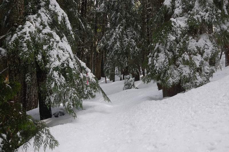 However, the trail was still visible for quite a ways. I doubt flagging does any help, it's too little to follow; on the other hand it's not needed if you know the trail.