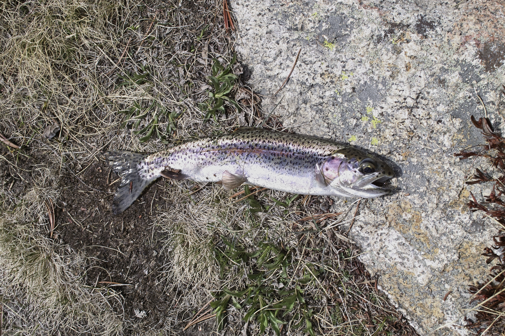 Fish ID?