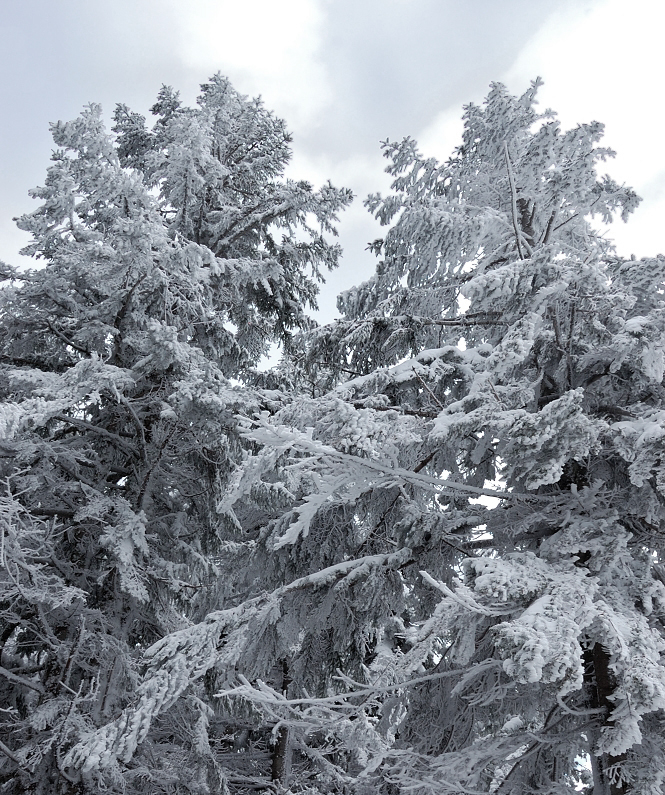 Trees in rime on the summit