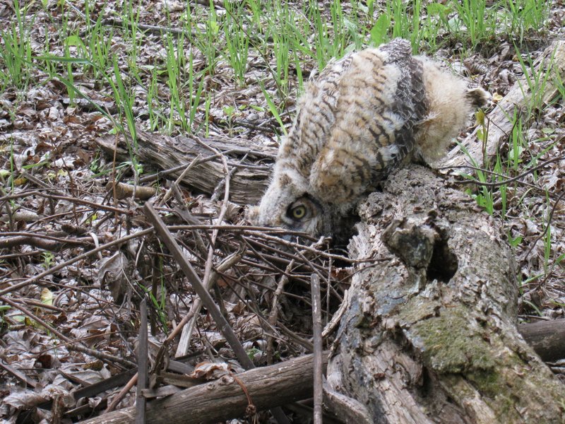 A baby great horned owl who semed to be having some trouble with his balance.