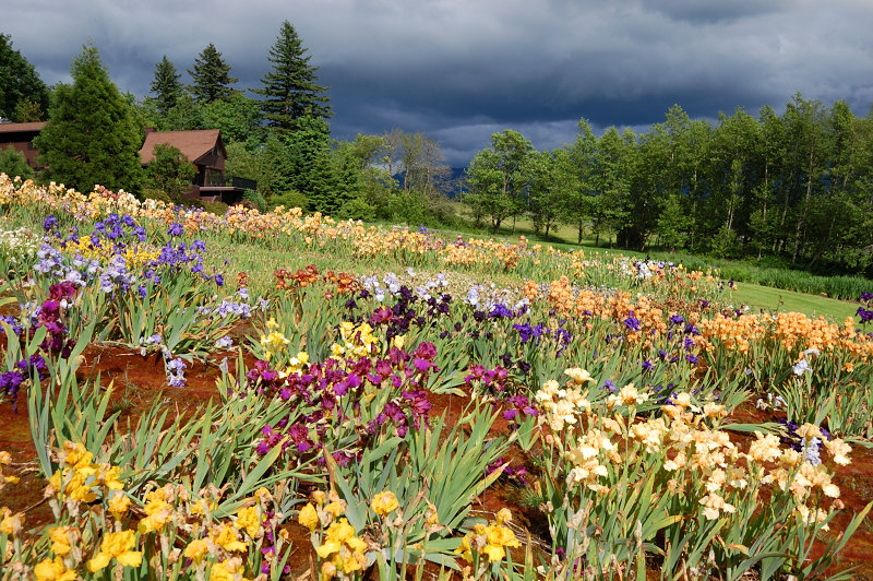 Mt Pleasant Iris Farm on the way home