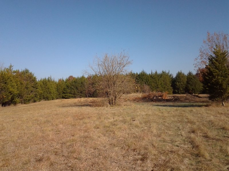 A flank of Eastern Red Cedar with a bare Bois d'Arc in front.