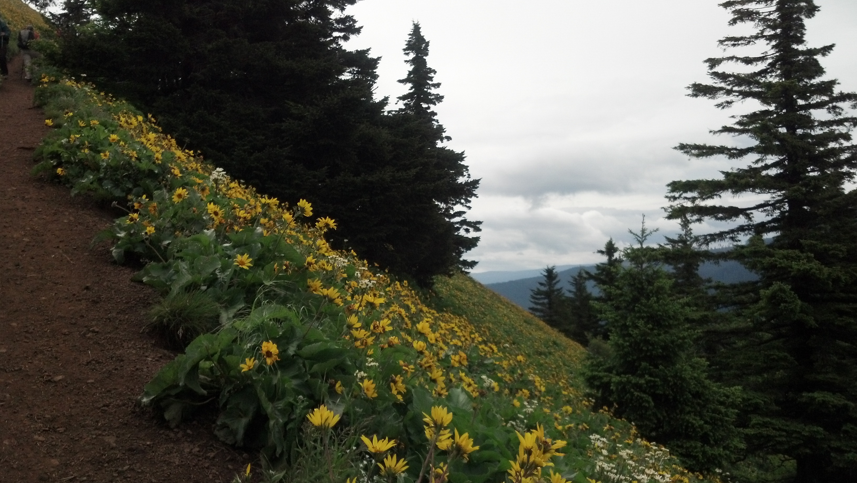 Lots of Balsamroot