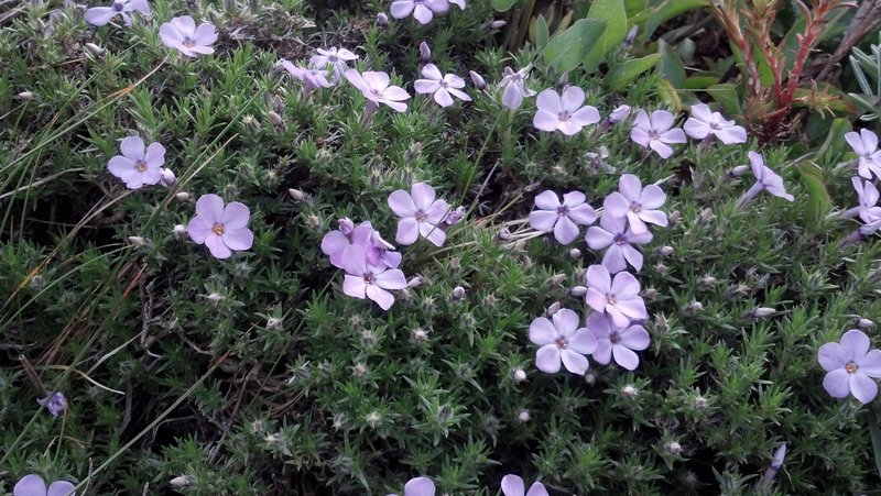 Phlox