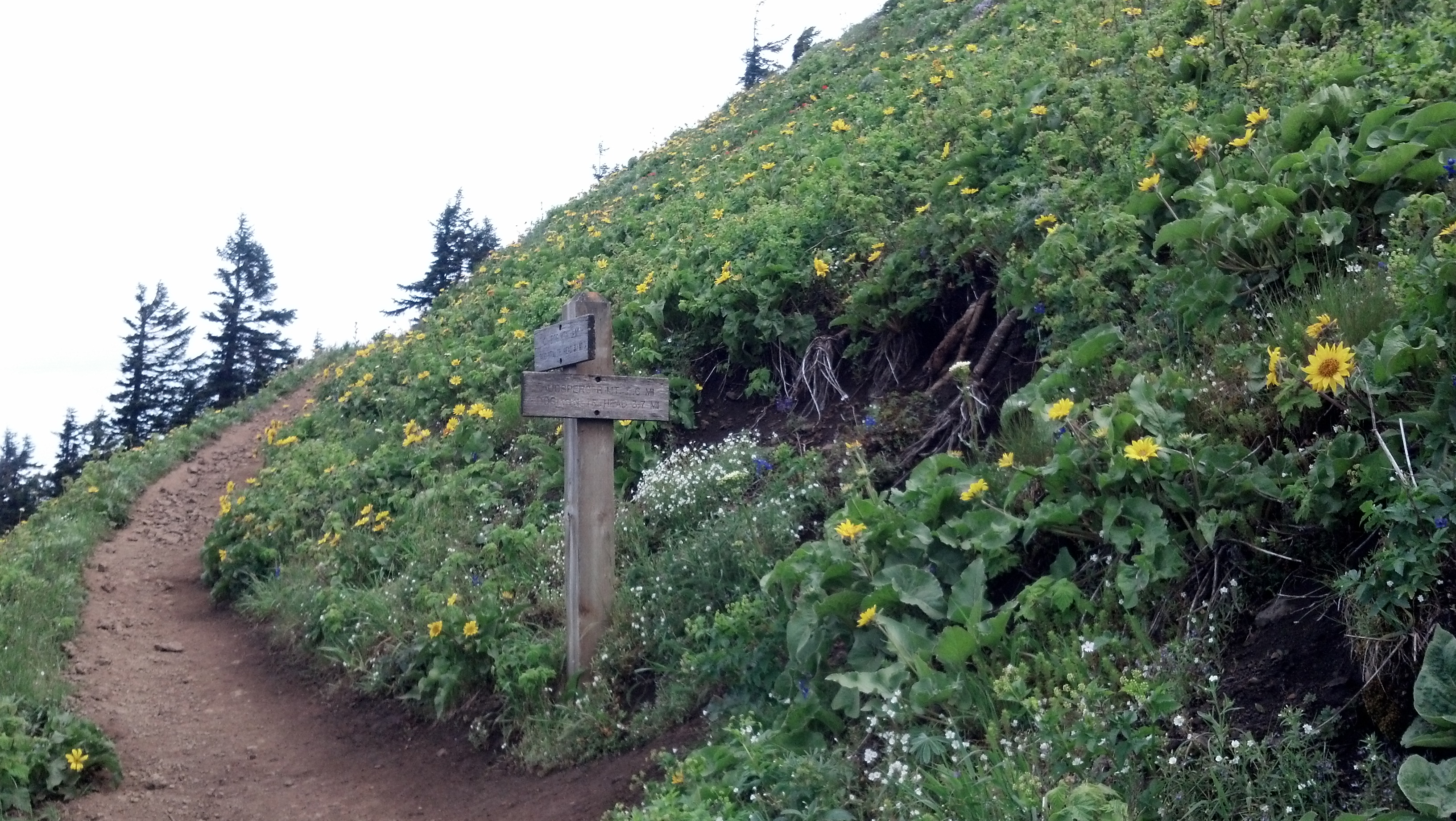 Junction of Dog Mountain and Augspurger Mountain trails