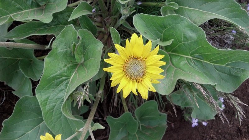 Balsamroot