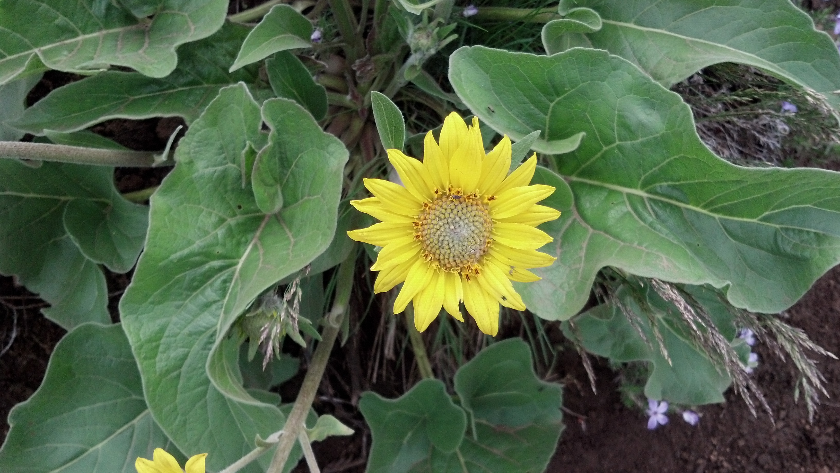 Balsamroot