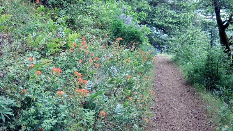along Augspurger Mountain trail