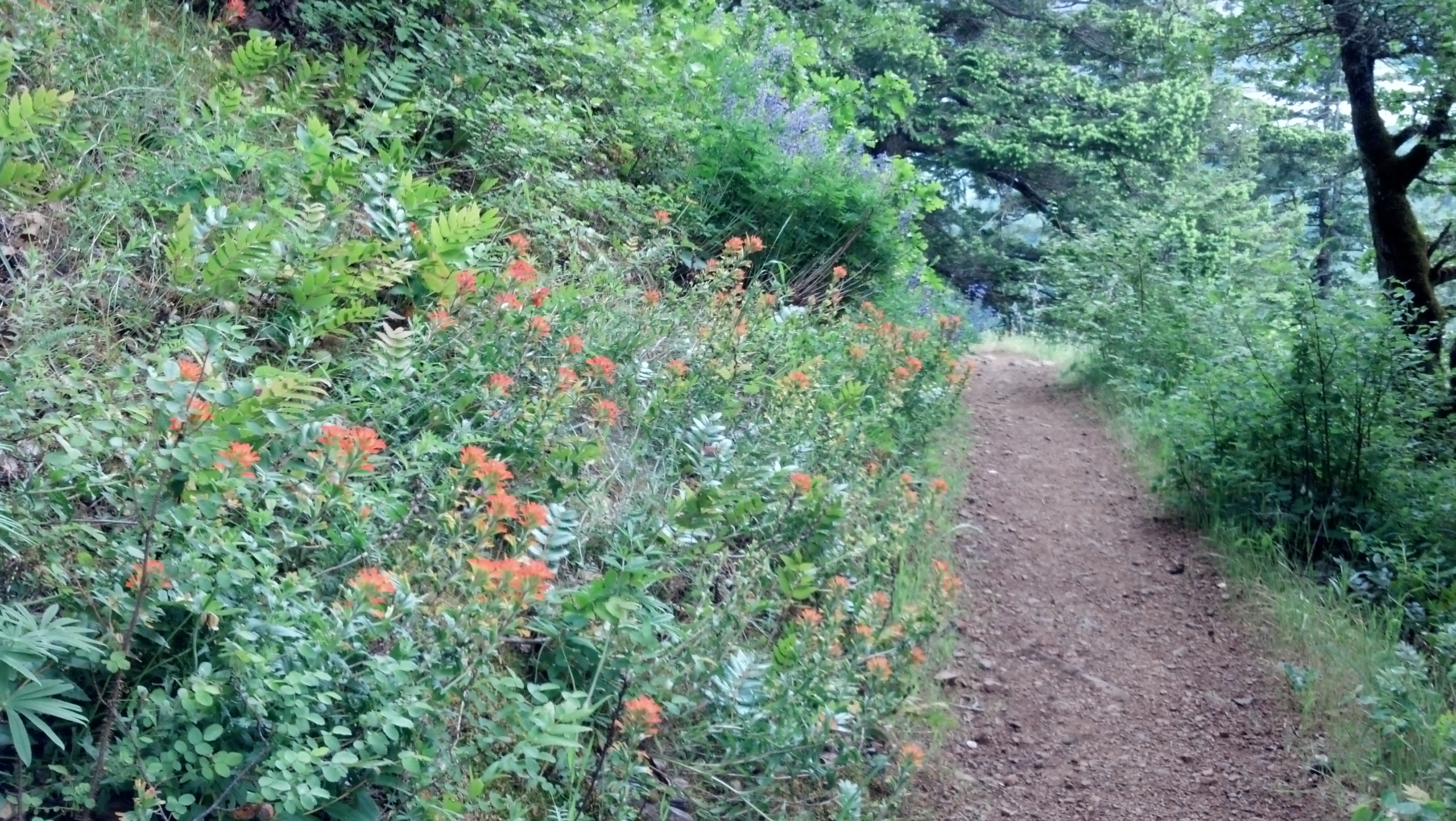 along Augspurger Mountain trail
