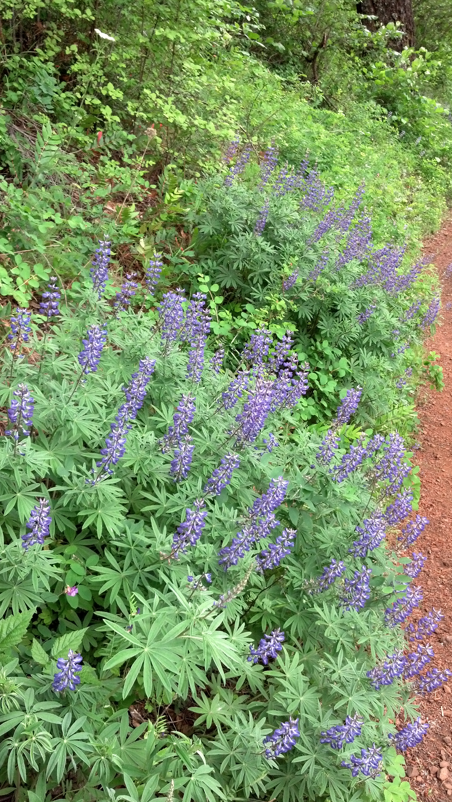 Lupine
