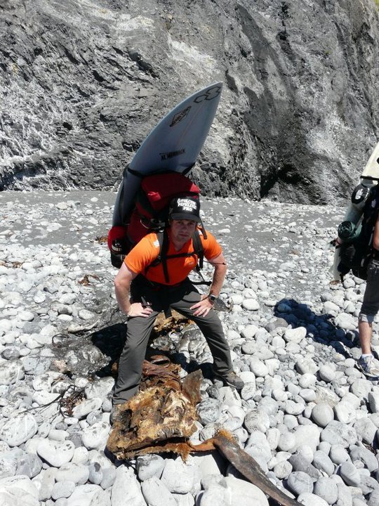 part of the dead shark