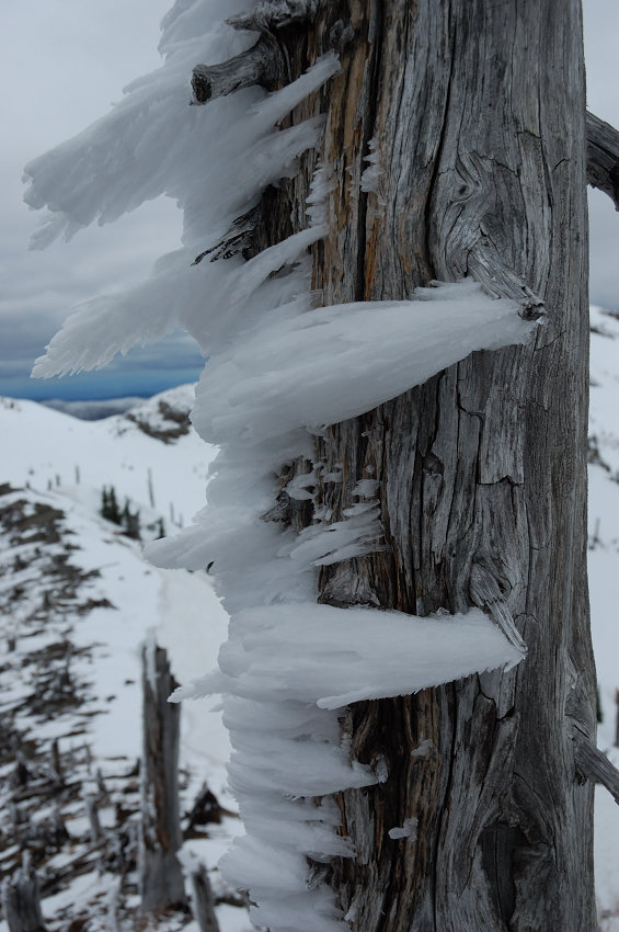 On the way back: rime frost on the trees