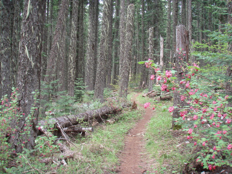 trail conditions-perfect!
