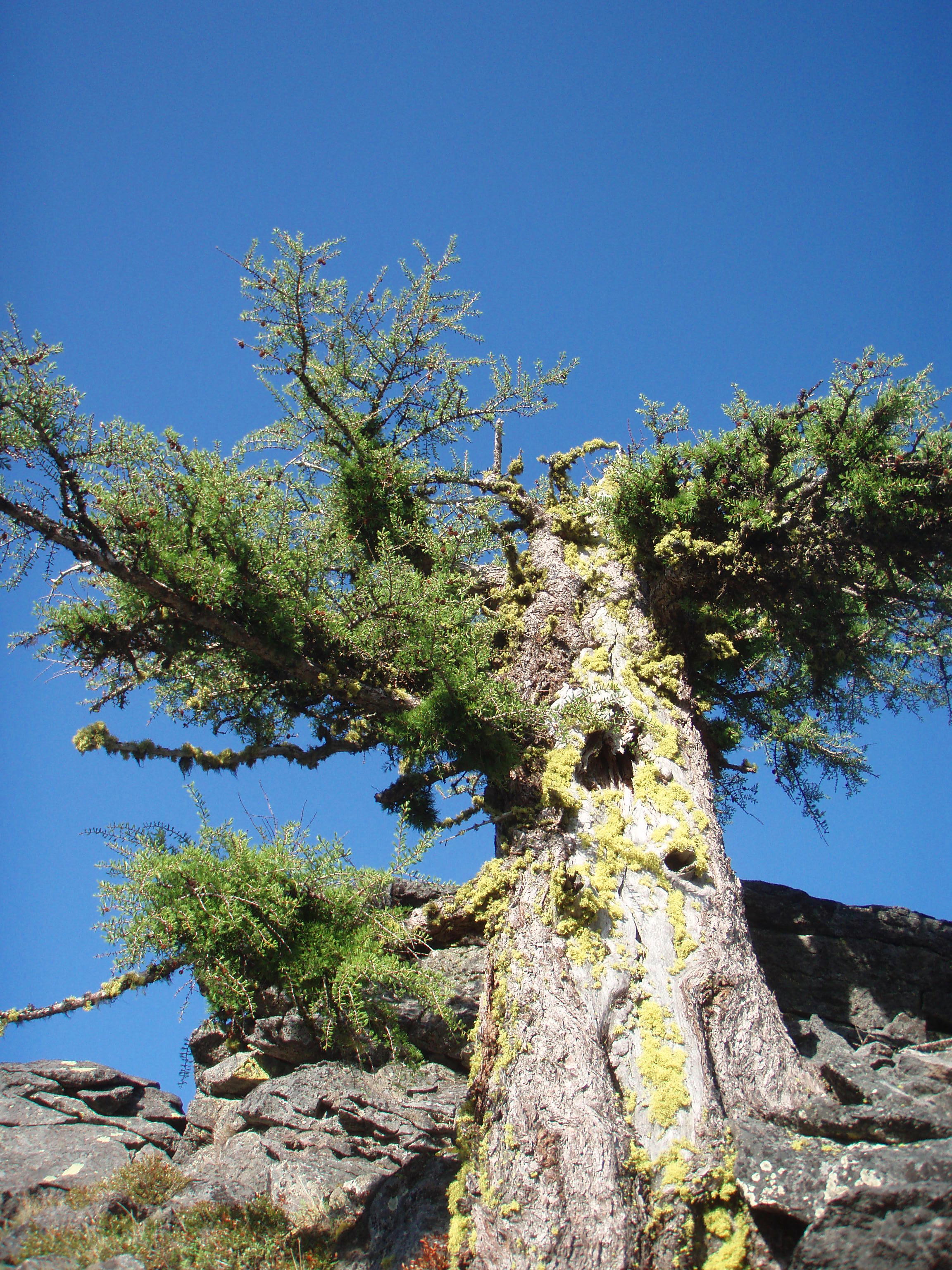 huge old larch tree