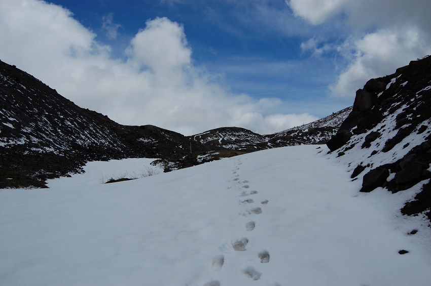 There were some tracks for the first 3 miles of the trip