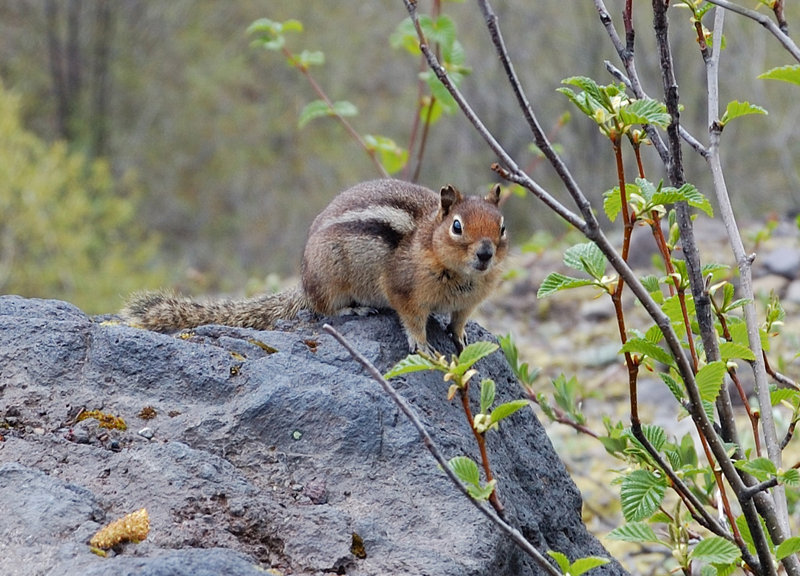 Wildlife