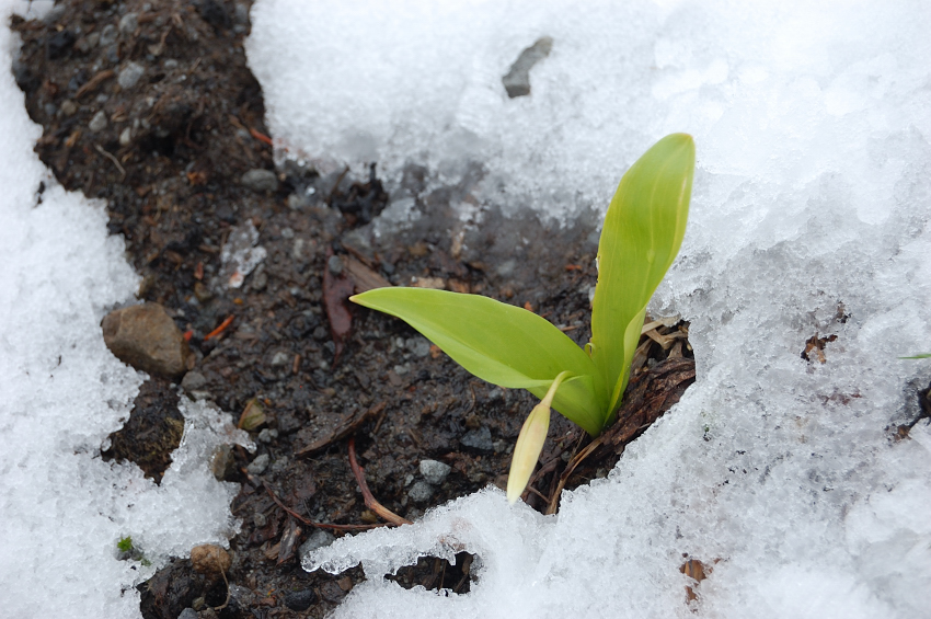 In a couple of weeks there'll be lots of glacier lilies in bloom
