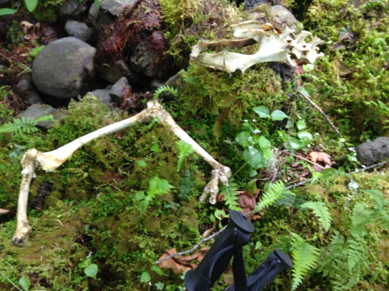remains