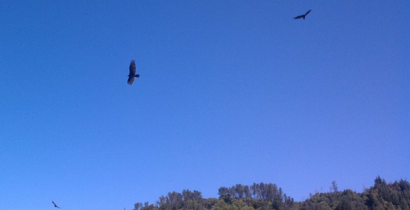 Vultures circling around something ... hopefuly not us