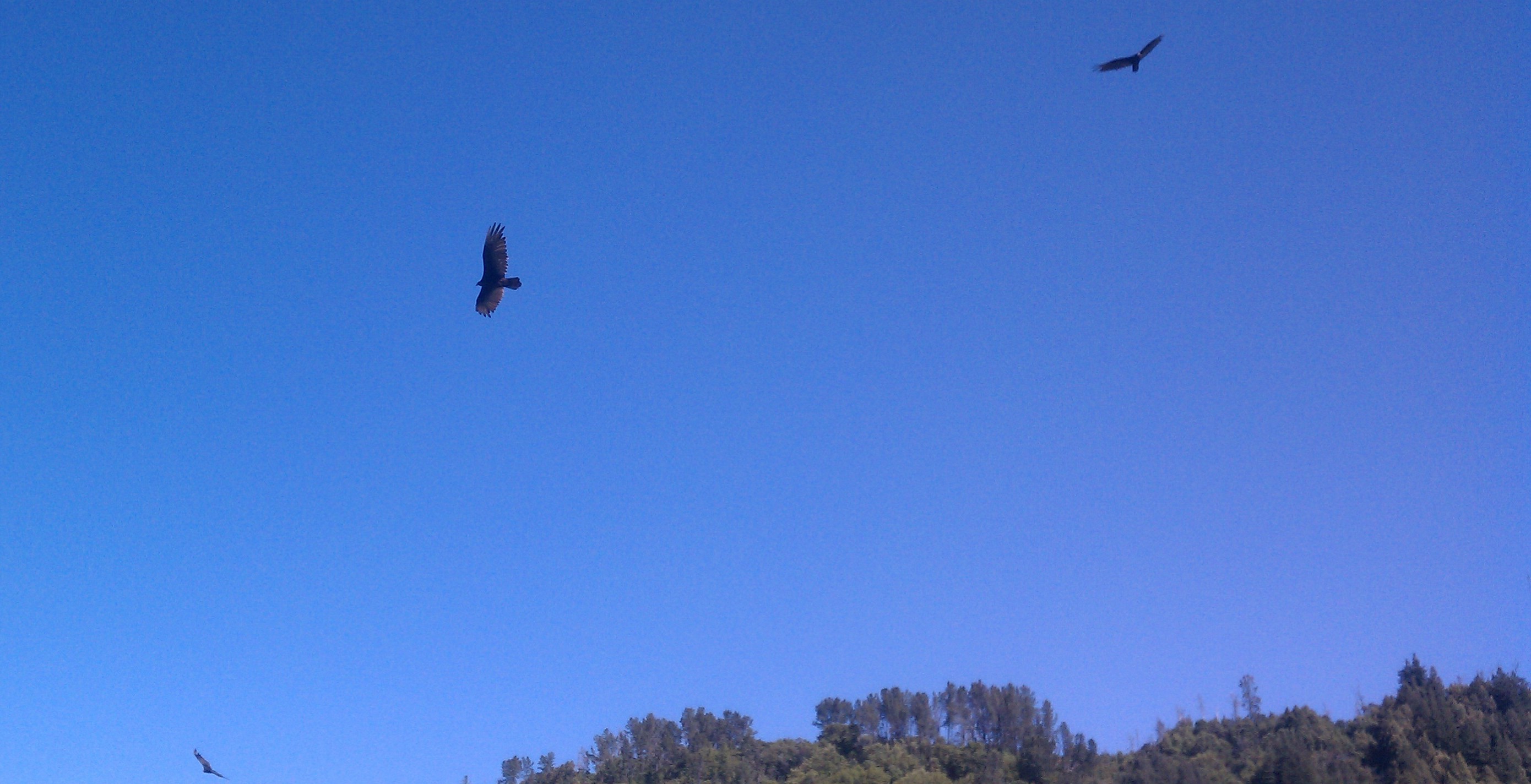 Vultures circling around something ... hopefuly not us