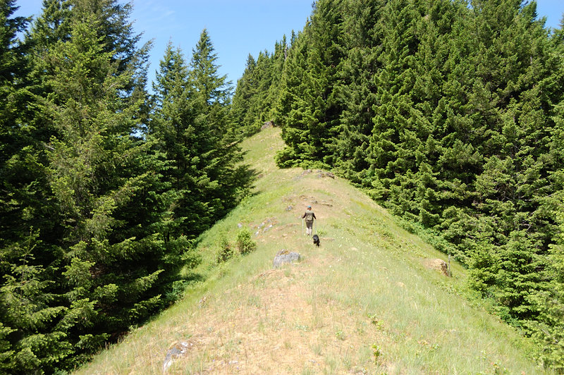 Narrow summit meadows