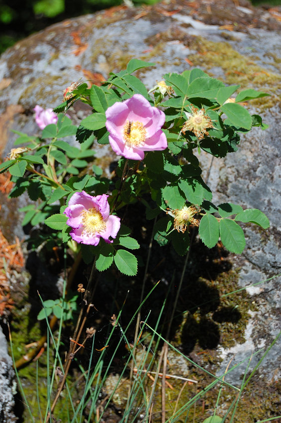 Wild rose flowers