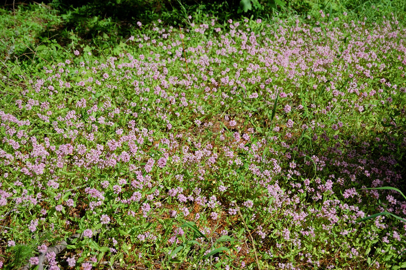 Those tiny flowers were numerous this time