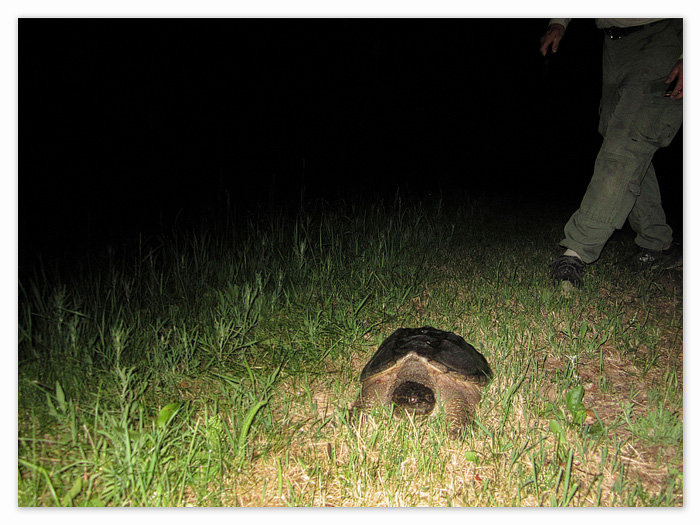 snapping turtle