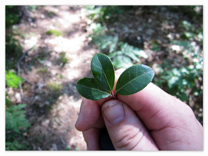wintergreen that cryothewild showed me