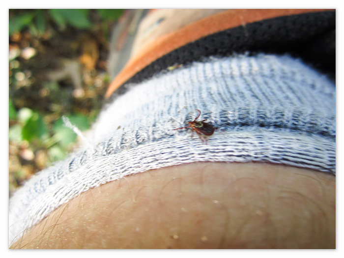 one of many many ticks