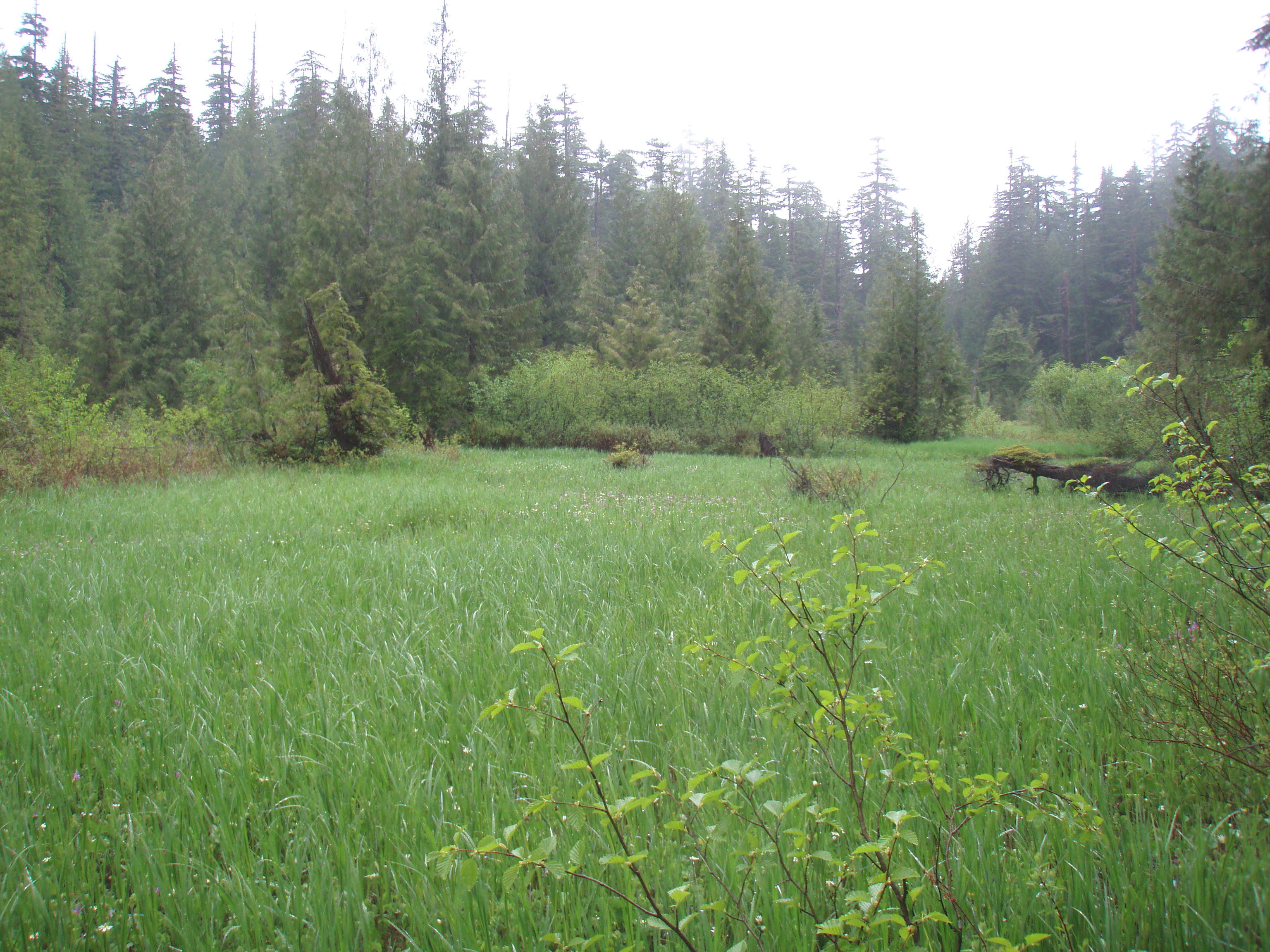crater meadow