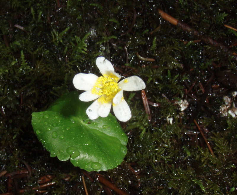 marsh marigold