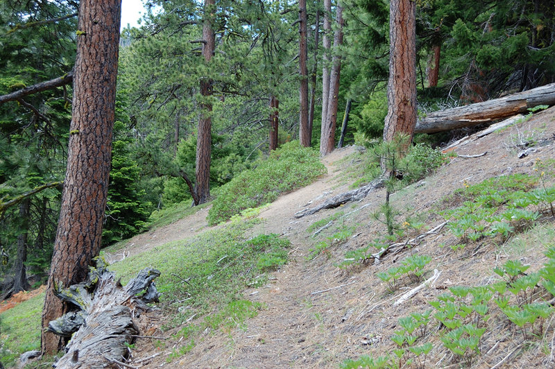 Beautiful fir/ponderosa forests on the way up