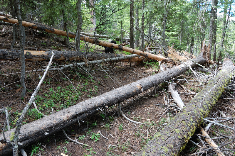 Once we gained the top of the ridge, there was a lot of blowdown! The next 2 miles I barely made 1.5 mph