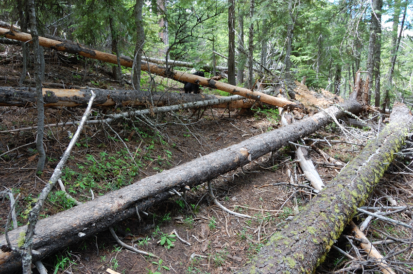 Once we gained the top of the ridge, there was a lot of blowdown! The next 2 miles I barely made 1.5 mph