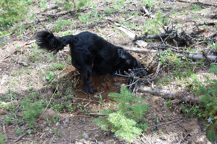 Pepper is hunting little critters