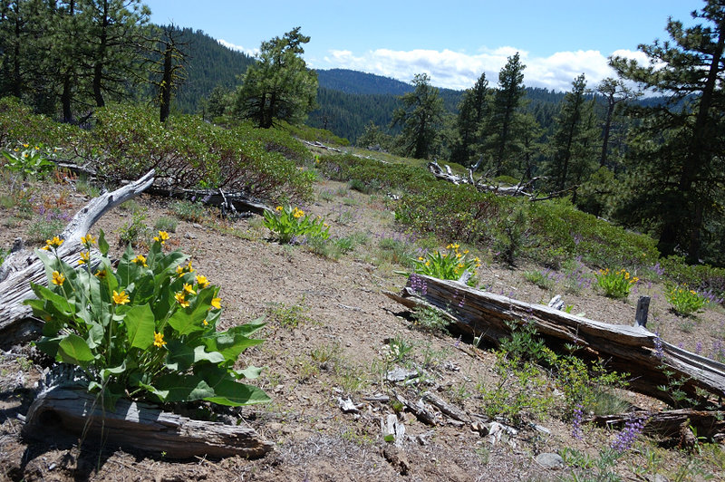 Back along Tygh Creek trail