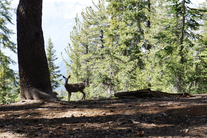 Stalker Deer